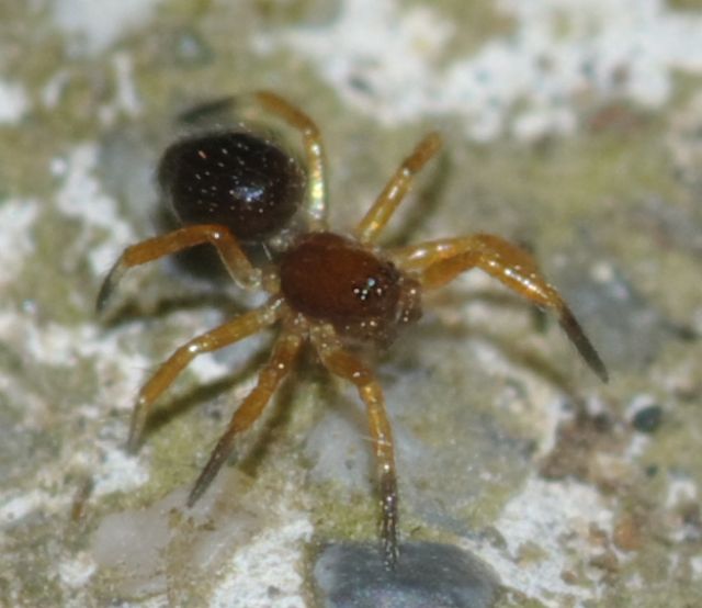 Euryopis episinoides - Rende (CS)